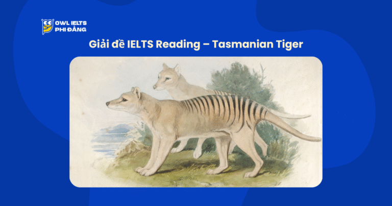 Giải đề IELTS Reading Passage 1 – Tasmanian Tiger kèm phân tích bẫy chi tiết bởi đội ngũ nhà Cú
