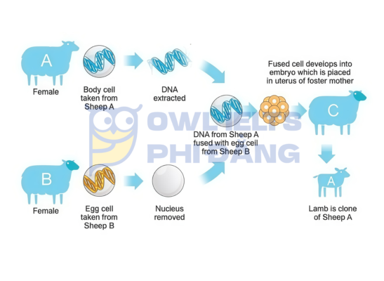 Giải đề IELTS Writing Task 1 _ Dạng: Process by which Sheep Embryos are Cloned | Phân tích chi tiết & Bài mẫu | Sample Cập nhật liên tục